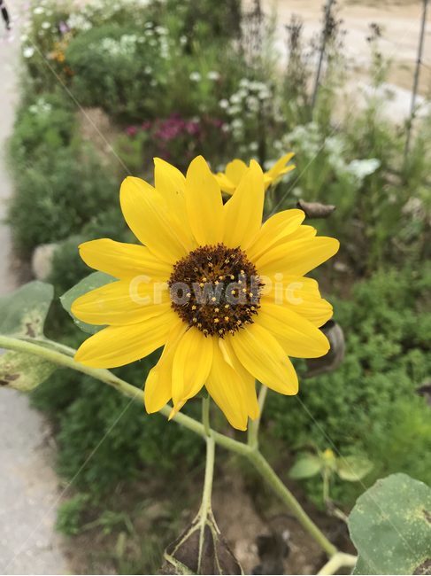 plant,식물,flower,blossom,꽃,식물,자연,plants,nature,꽃,flower
