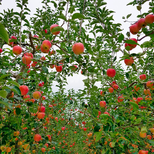 day laborer,apple picking,apple selection,apple orchard,apple season,apple tree