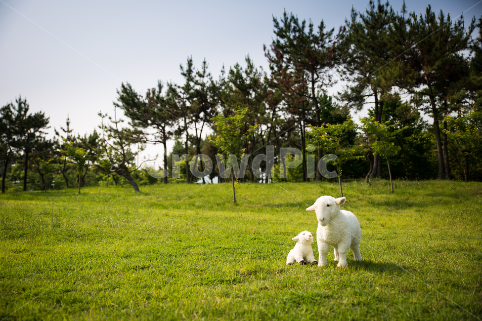 양,목양,푸른초장,초장,초원,풀밭,잔디,목축업,목장,livestock farming,ranching,pasture,사물,물건,오브젝트,thing,object,matter