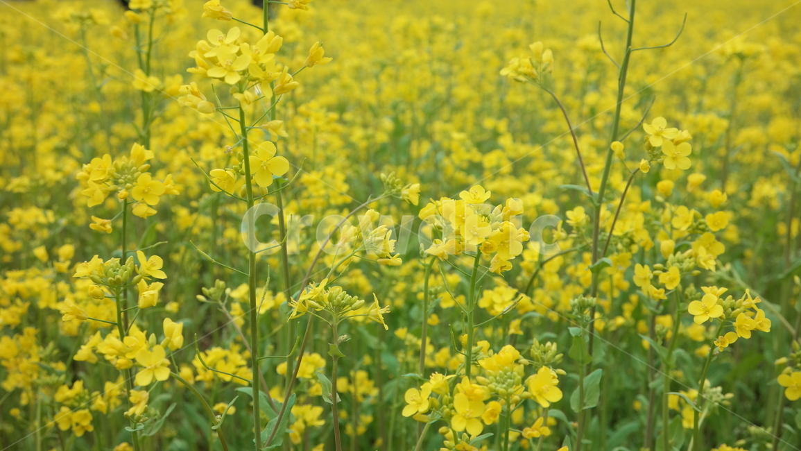유채꽃,유채,노랑,식물,rapeflower,꽃,자연,풍경,봄꽃,yellow,plants,flowers,nature,landscape,spring,봄,계절,spring,season,식물,자연,plants,nature,꽃,flower