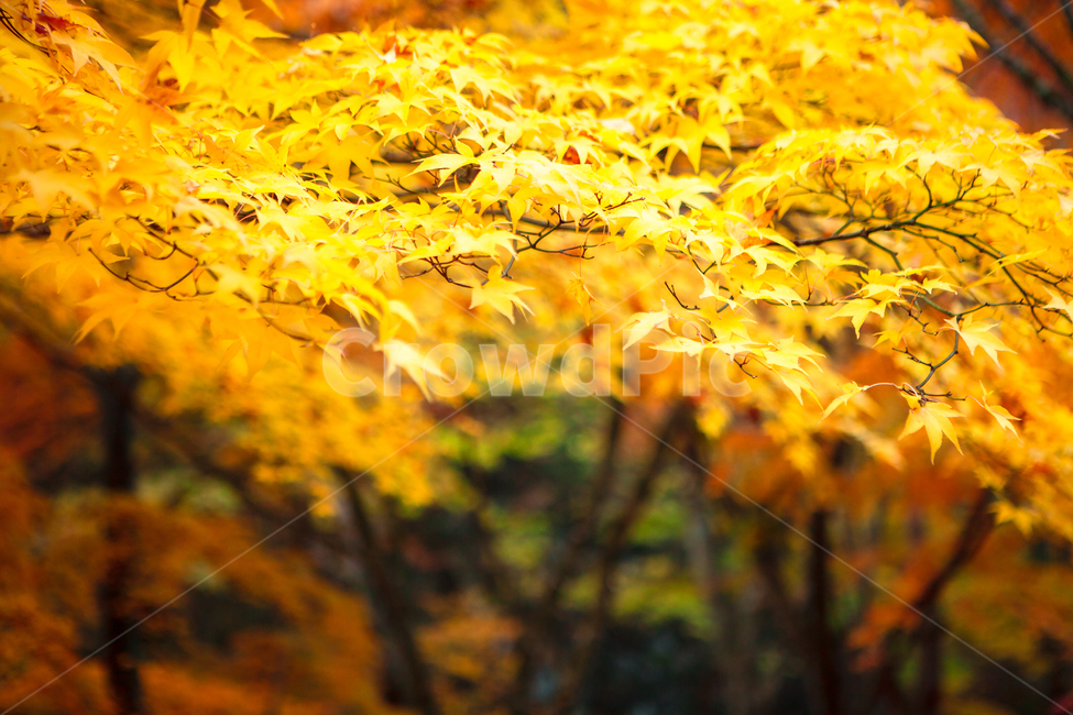 가을,단풍색,가을빛,계절,공원,노란,노랑,만추,파크,배경,내장산,가을색,화려한,자연,풍경,불타는,단풍잎,나뭇잎,단풍나무,단풍,추색,식물,tree,plant,leaf,잎,maple,leaves,fallenleaves,autumn,나무,가을,계절,fall,autumn,season