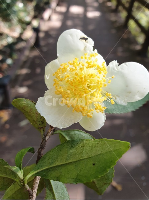 녹차꽃,식물,녹차나무,야생녹차꽃,plant,식물,자연,plants,nature,꽃,flower