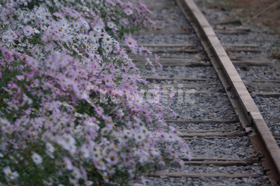 transportation,교통,rail,레일,traintrack,기찻길,railway,철도,가을,구절초,식물,자연,plants,nature,꽃,flower