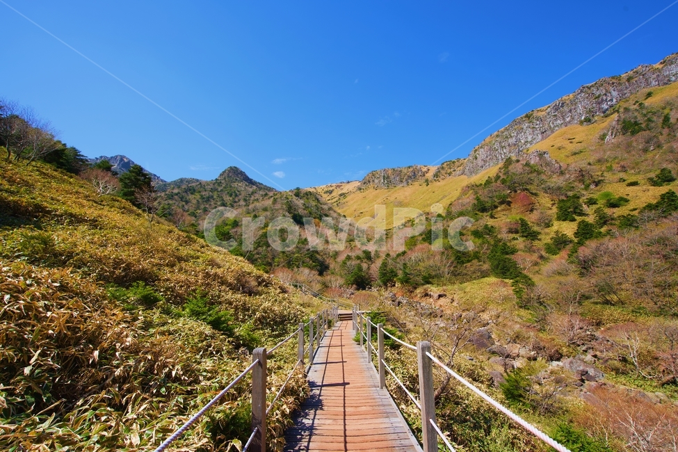 제주도,자연,산,등산,한라산,나무,숲,편안