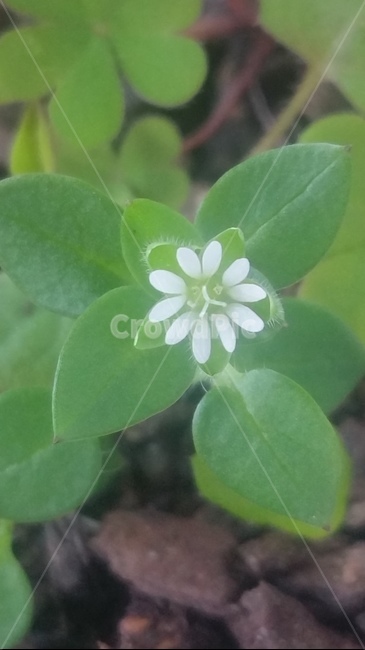 꽃,자연,계절,플라워,아름다움,색감,개화,flower,식물,자연,plants,nature,꽃,flower