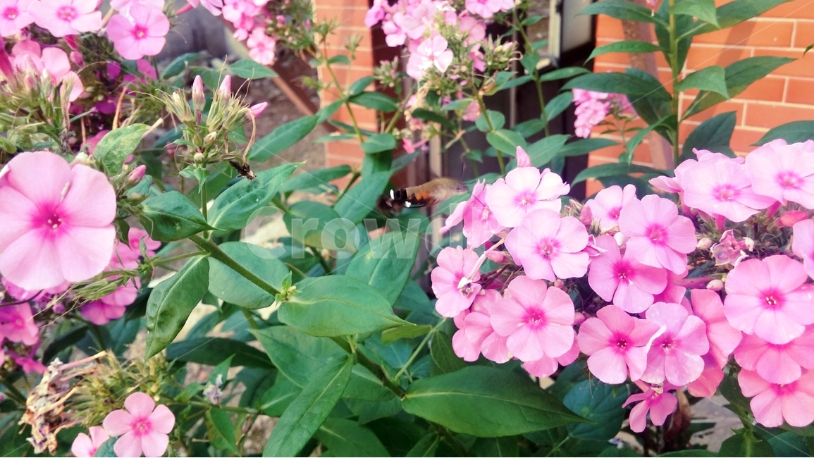 꽃,벌,flower,bee,nature,자연,식물,자연,plants,nature,꽃,flower
