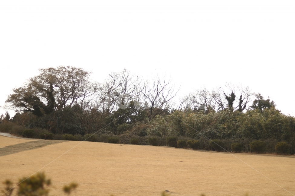 들판,잔디,겨울,날씨,나무,숲,정원,제주,풍경,자연,풍경,nature,landscape,ground,바닥