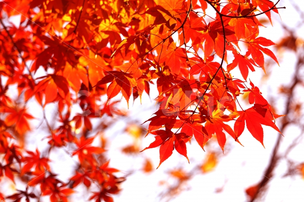 가을,단풍,빨강,나무,계절,가을,계절,fall,autumn,season,식물,자연,plants,nature,plant,leaf,잎,tree