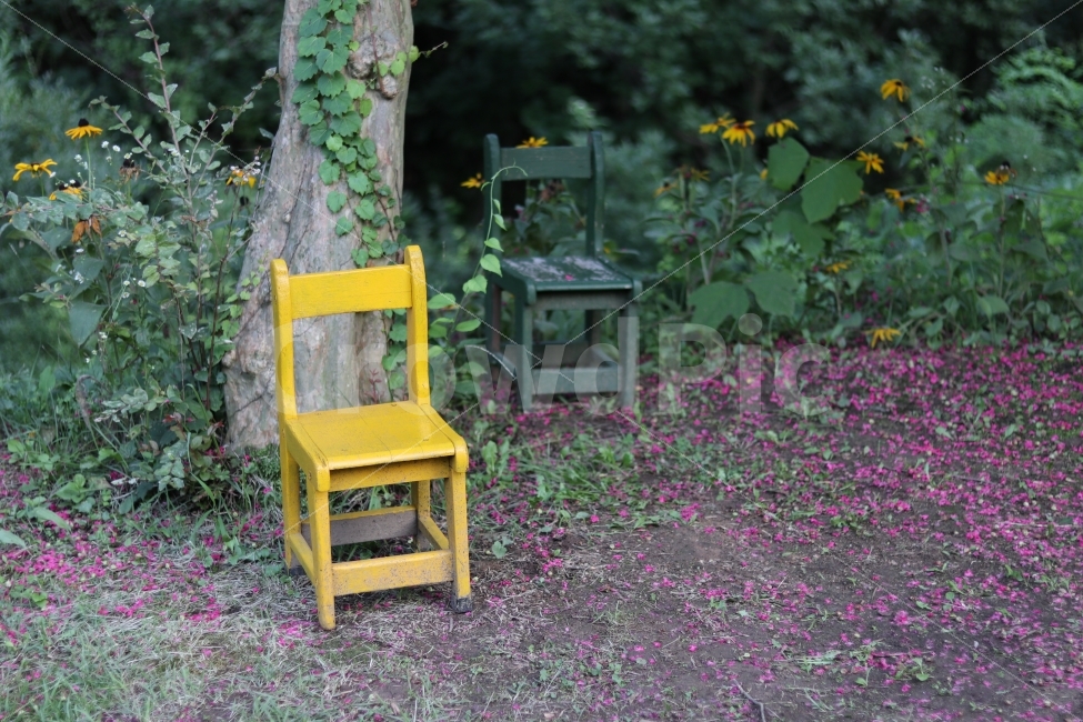 가을,의자,감성사진,추억,꽃잎,자연,풍경,nature,landscape,사물,물건,오브젝트,thing,object,matter,chair
