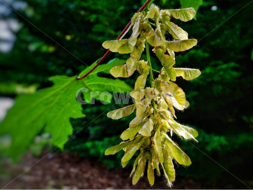 단풍나무,캐나다단풍,나무,canadianmapletree,tree,leaf,식물,자연,plants,nature