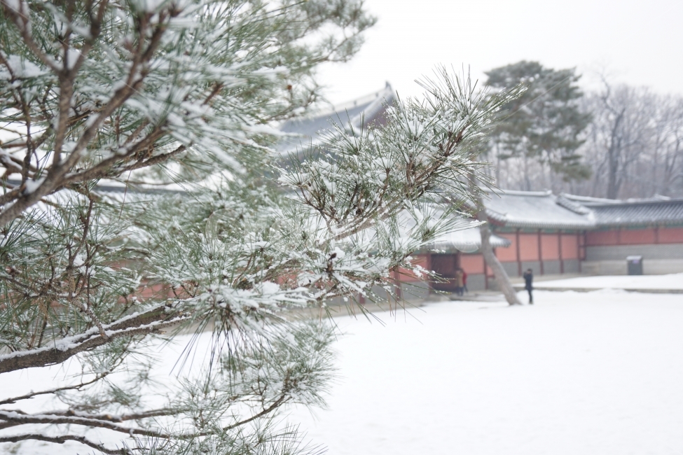창덕궁,고궁,겨울,눈,스냅,건축,겨울,계절,winter,season,한국전통,한국문화,korean traditional,korean culture,랜드마크,landmark,tourist attraction,한국랜드마크,한국관광지,한국명소,korea landmark,korea tourist attraction,식물,자연,plants,nature