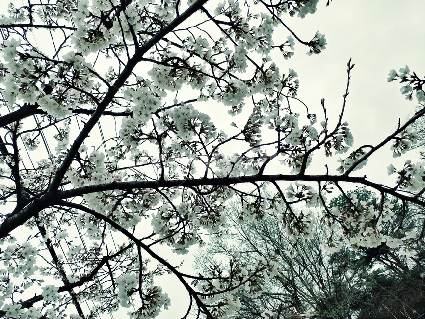 봄,벗꽃,나무,꽃길,분홍,전선,하늘,길,식물,자연,plants,nature,꽃,flower