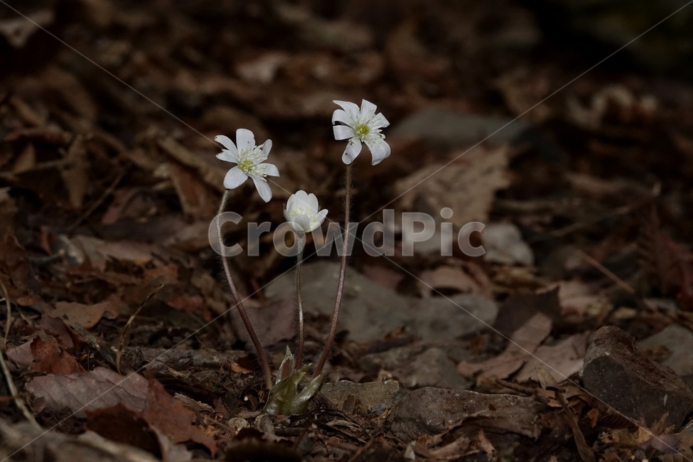 노루귀,야생화,꽃,봄,계곡,식물,자연,plants,nature,꽃,flower