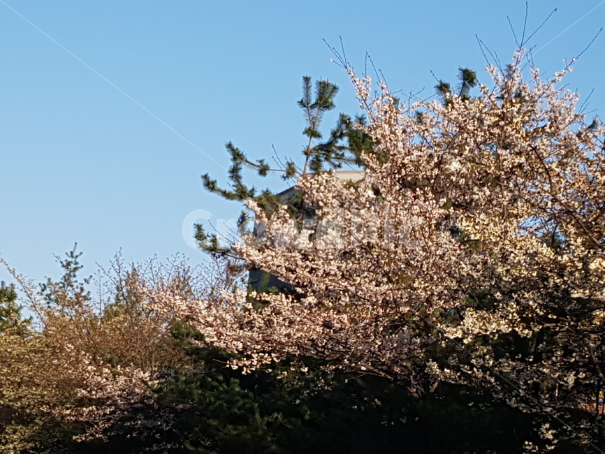 들,자연,nature,field,grassland,flower,plant,꽃,식물,blossom,벚꽃,grass,풀봄,핑크,풍경,경치,감성사진,스냅사진,spring,pink,landscape,사진작가,포토그래퍼,계절,season,plants,감성,sensible,feeling,색깔,색상,색채,색감,color,sense,sensitivity,feelingofcolor,leaf,잎,식물,자연,plants,nature,꽃,flower
