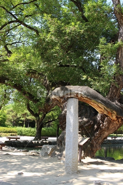 남원,광한루,광한루원,소나무,지지대,지짓돌,풍경,한국풍경,식물,자연,plants,nature,나무,trees,wood