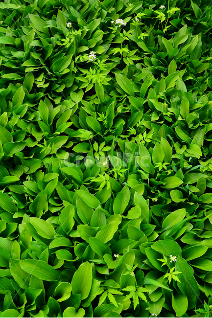 봄꽃,야생화,봄이미지,비비추,우리꽃,그린,초록,녹색,fresh,flowers,green,pattern,패턴,바탕,배경화면,백그라운드,background,새싹,새순,새잎,신선한,청순,순수,정원,가든,앞뜰,앞마당,꽃밭,garden,spring,pretty,식물,초본,자연,봄,계절,spring,season,식물,자연,plants,nature,plant