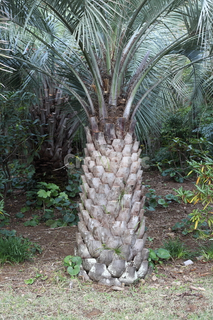 코커스야자,야자나무,식물,palm,plant,식물,자연,plants,nature,나무,trees,wood