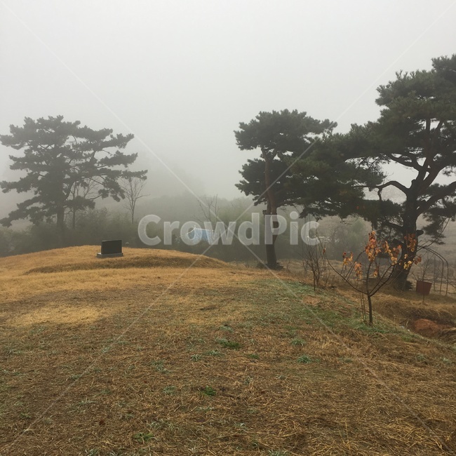 나무,tree,식물,자연,nature,경치,landscape,풍경,scenery