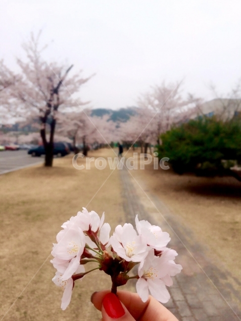 벚꽃,봄,꽃놀이,분홍,봄소풍,봄,계절,spring,season,식물,자연,plants,nature,꽃,flower,사람,인물,인간,human,person,신체일부,몸,body,plant,blossom,cherry blossom,petal,꽃잎,geranium,제라늄