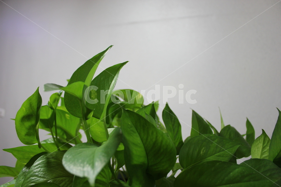 덩굴식물,실내,leaf,잎,plant,식물,녹색,잎사귀,화초,화훼,원예