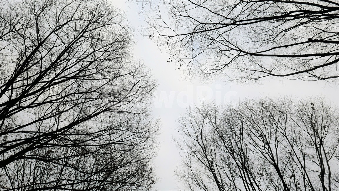 겨울나무,나무가지,나무,앙상,겨울정경,자연,풍경,nature,landscape,식물,plants,나무,trees,wood,tree,plant