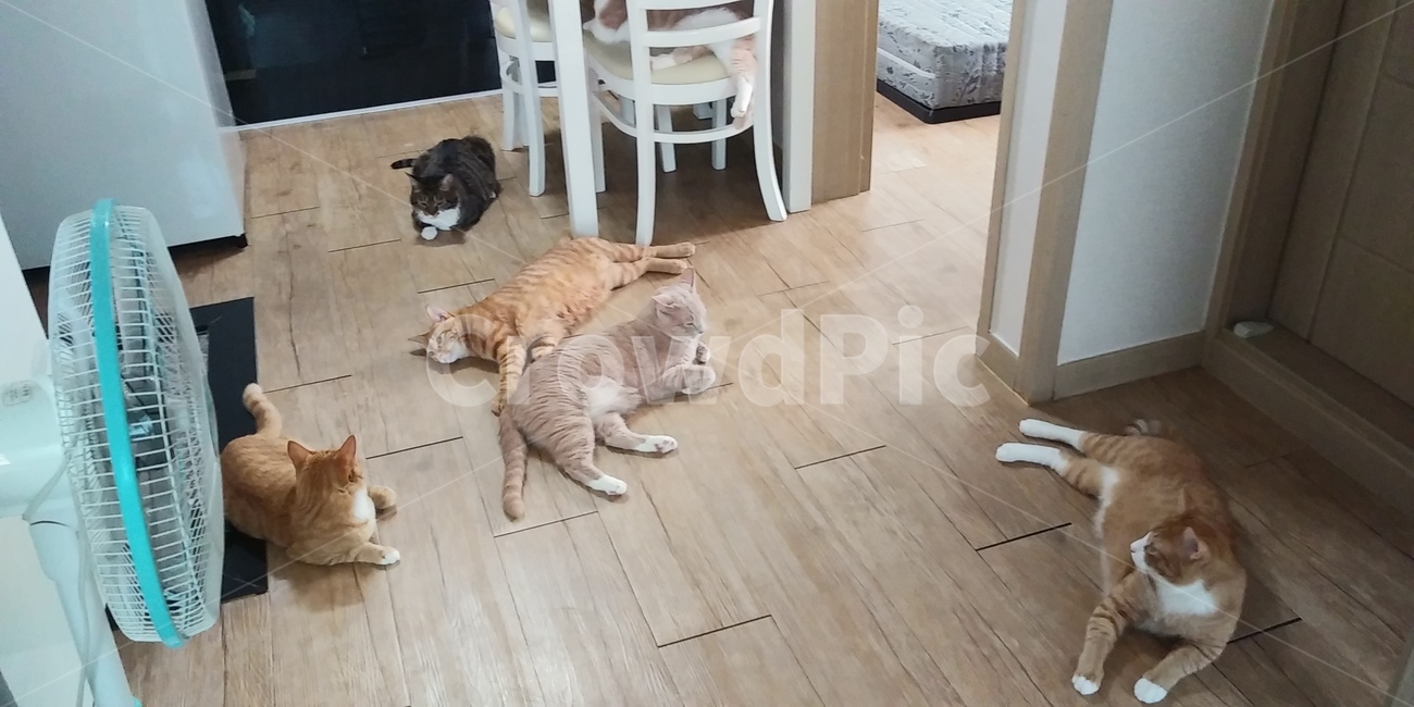 집고양이,살찐고양이,여러마리고양이,6마리고양이,사랑스런고양이
