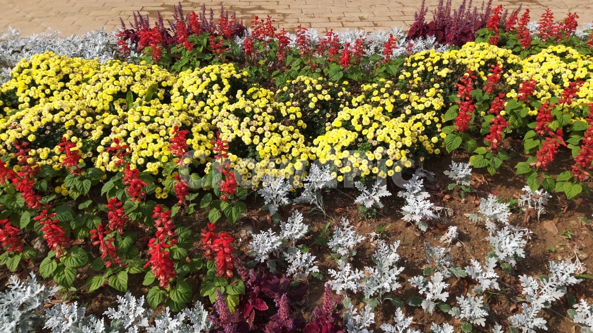 산책길,꽃,꽃밭,flowers,flowergarden,walkway,walkingpath,식물,자연,plants,nature,꽃,flower