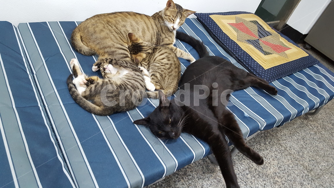 cat,고양이,양이,길냥이,귀여움