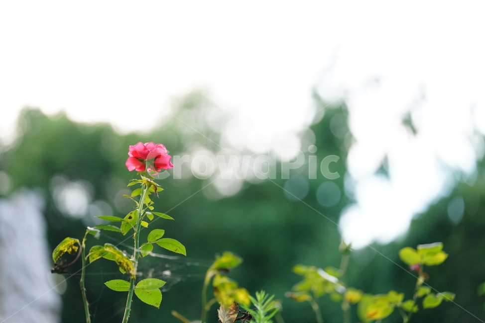 꽃,플라워,자연,생물,생명,식물,plant,빨강,녹색,식물,자연,plants,nature,꽃,flower