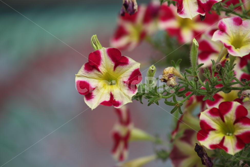 페튜니아,관상식물,petunia,petuniahybridavilm,commongardenpetunia