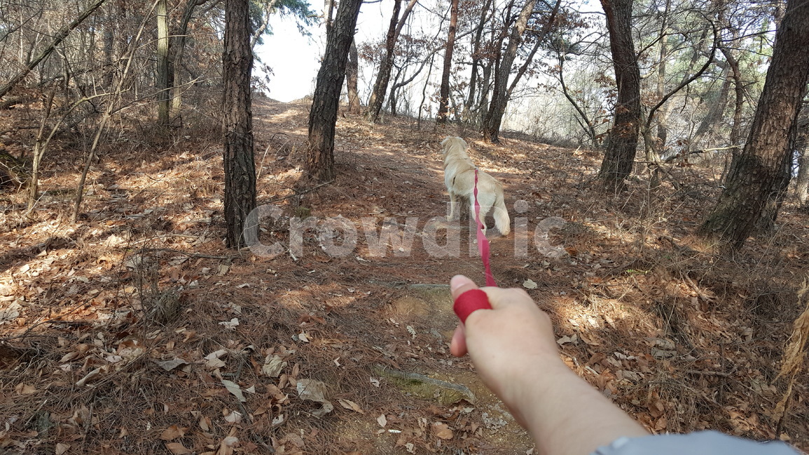 강아지,강아지산책,강아지뒷모습,산,산책