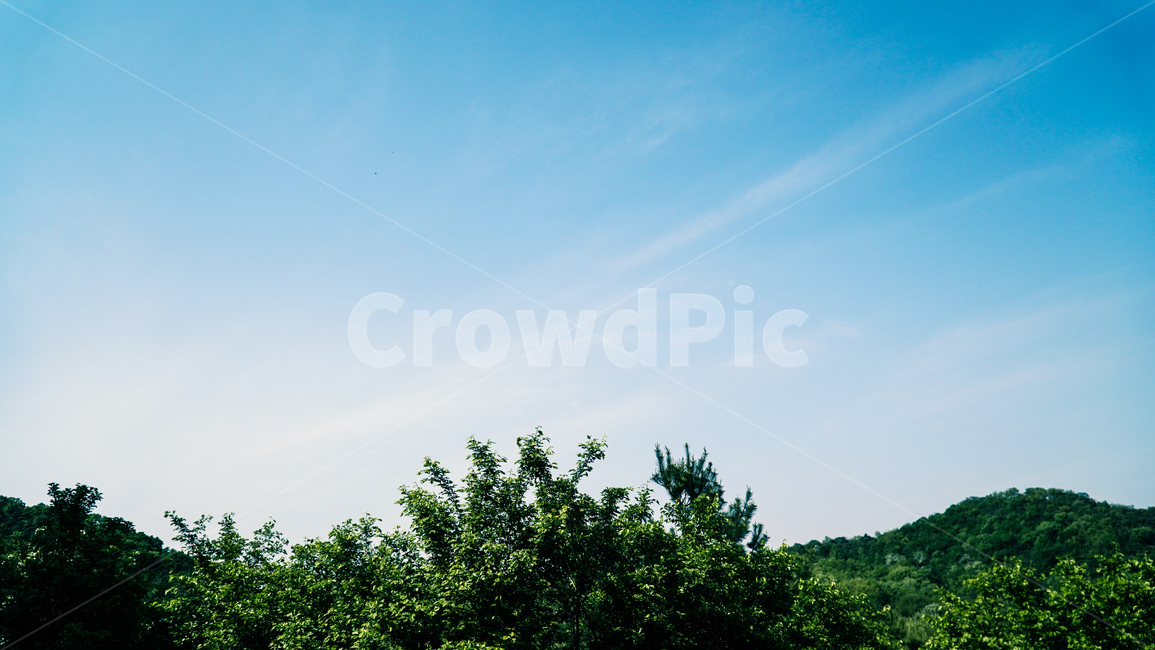 산,나무,숲,나뭇잎,잎,자연,풍경,nature,landscape,tree,plant,식물,fir,전나무