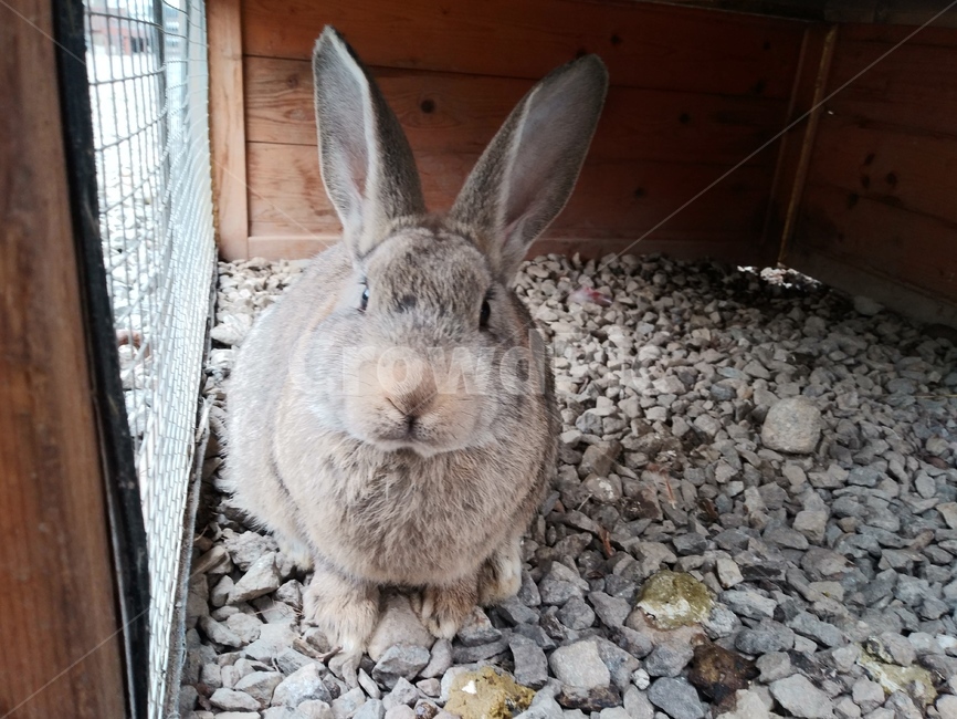 토끼,rabbit,cage,회색토끼,사육장