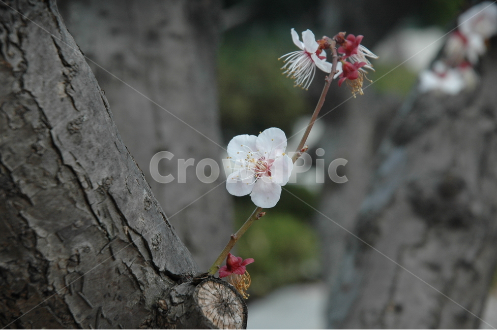 매화,prunusmume,매실나무,봄꽃,자연,봄,계절,spring,season,식물,자연,plants,nature,꽃,flower,plant
