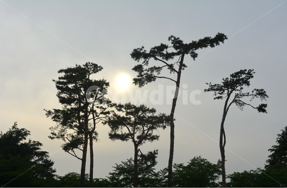 소나무,나무,식물,석양,해,자연,풍경,nature,landscape,식물,plants,나무,trees,wood,silhouette,실루엣,outdoors,옥외