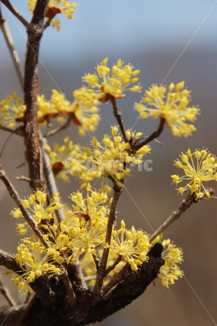 나무,꽃,산수유,봄,노란색,식물,자연,plants,nature,꽃,flower