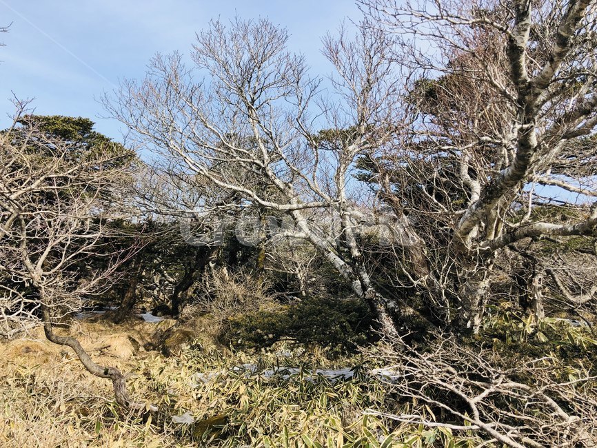 자연,나무,감성,이국적,숲,돌,바위,풀,식물,자연,plants,nature,나무,trees,wood