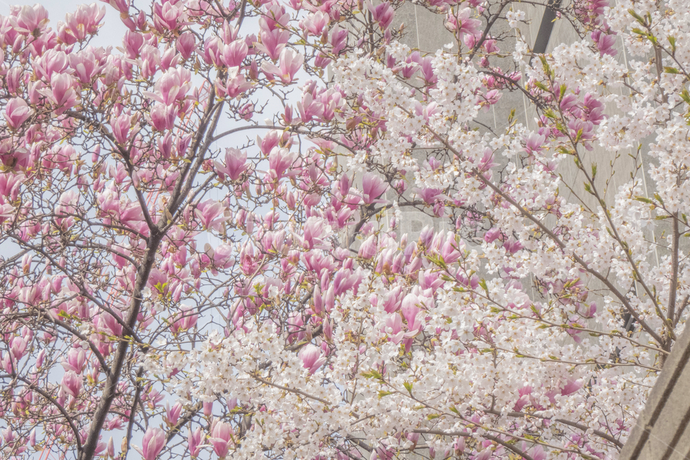 꽃,봄꽃,자목련,목련,벚꽃,꽃나무,목련나무,벚꽃나무,봄,계절,spring,season,식물,자연,plants,nature,꽃,flower,plant,blossom,cherry blossom