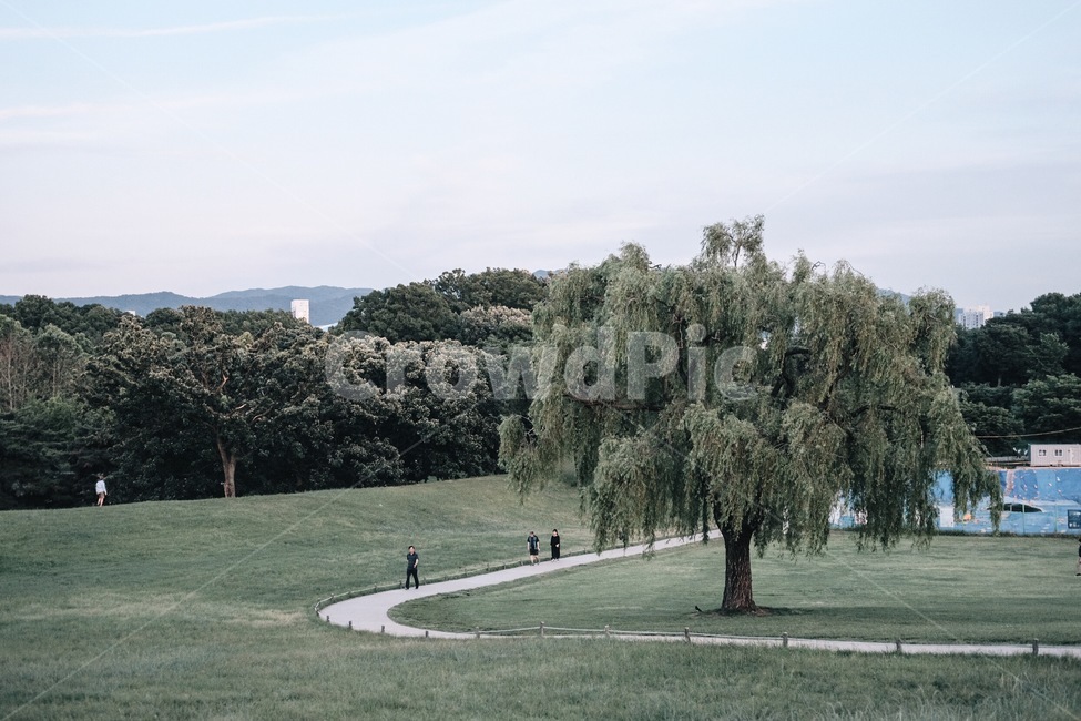 들판,시골길,산책,나무,자연,자연,풍경,nature,landscape,식물,plants,나무,trees,wood,tree,plant,grass,잔디