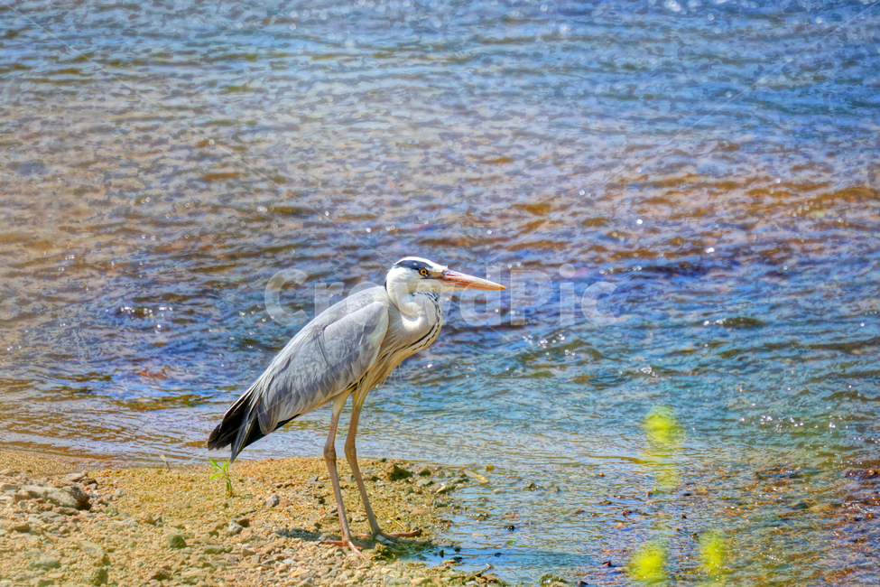 왜가리,새,동물,조류,bird,animal,서울,중랑천,강,흐르는물,자연,nature,풍경,landscape,6월,여름,river,하천,june,seoul,강변,summer,강가,모래사장,철새,동물,animal,조류,새,birds