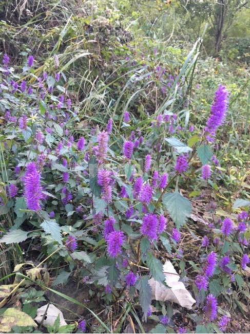 자연,산,꽃,풀,봄