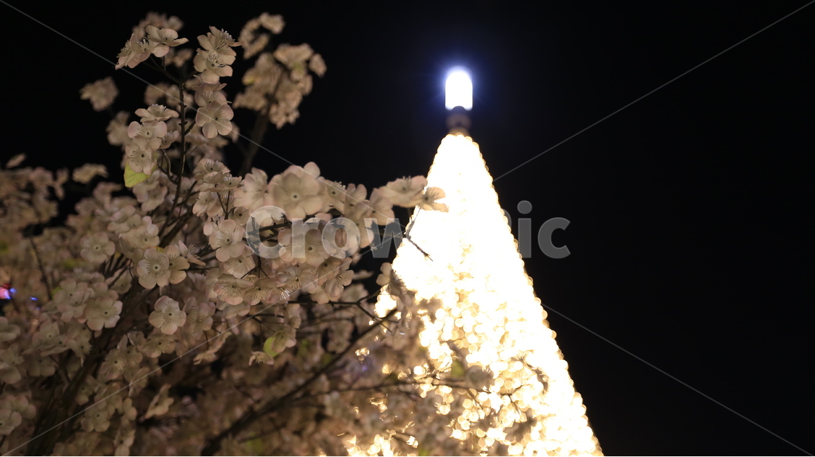 벚꽃,인조벚꽃,풍경,불빛,야경,야경,밤,풍경,nightscape,night,landscape,꽃,flower,light,빛,flare,플레어