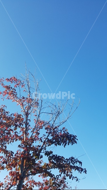 가을,하늘,단풍,fall,나무,계절,sky,autumn,tree,season,가을,계절,fall,autumn,season,자연,풍경,nature,landscape,plant,식물