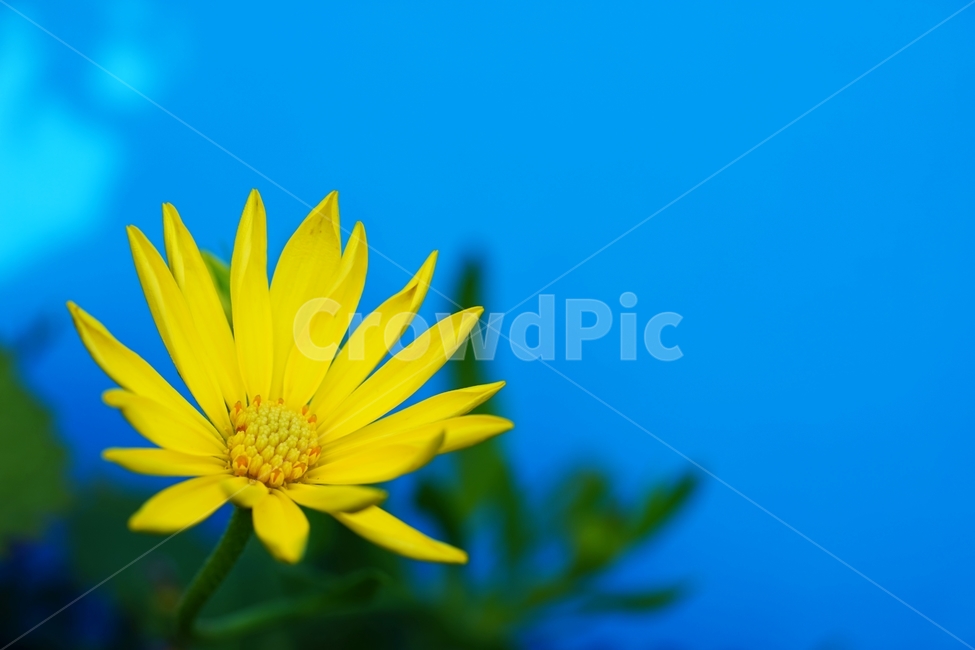 소국,국화,국화꽃,봄꽃,토종꽃,식물,자연,plants,nature,꽃,flower,색깔,색상,색채,색감,color sense,color sensitivity,feeling of color