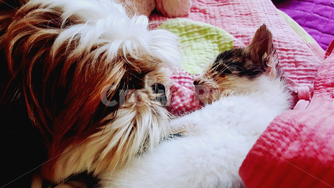 강아지,고양이,cat,dog,시츄,동물,animal,포유류,mammal,고양이,cat,kitten,kitty
