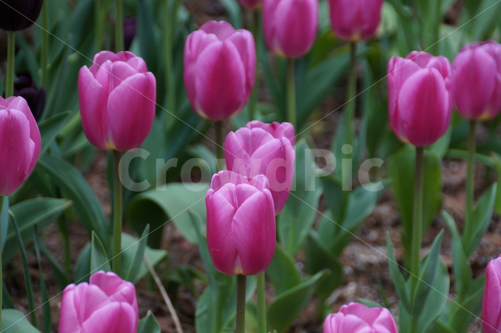 튜립,수목원,튜립축제,꽃축제,아침고요수목원,봄,계절,spring,season,식물,자연,plants,nature,꽃,flower,plant,blossom