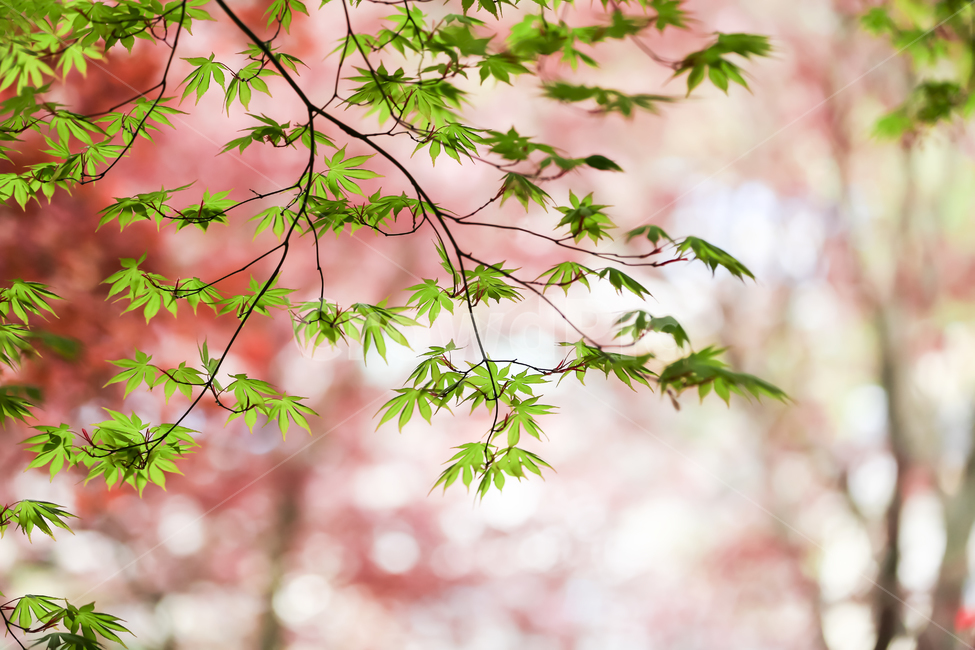 단풍,식물,나무,화사한,잎,식물,자연,plants,nature,나무,trees,wood
