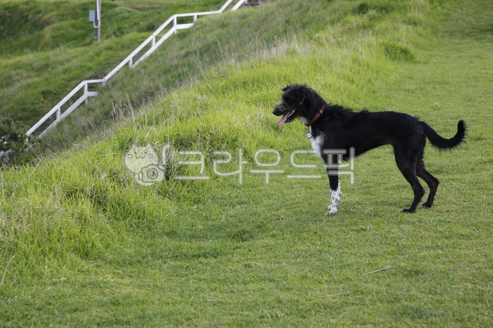 보더콜리,강아지,개,산책,어질리티대회