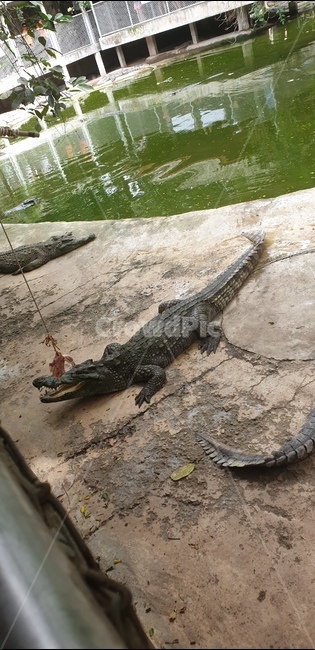 악어,crocodile,alligator,태국,동물,파충류