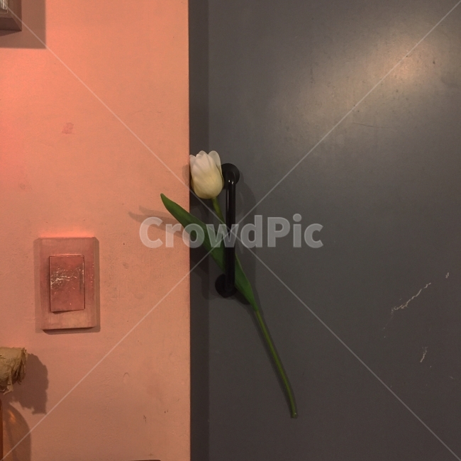 꽃,분홍색,핑크,감성,연출,문고리,감성사진,힐링,인테리어,flower,힐링사진,꽃,flower,기념일,축하,anniversary,congratulation,celebrate,celebration,인테리어,실내디자인,interior design